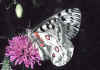 046 parnassius apollo bis.jpg (67539 byte)