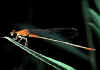 047 pyrrosoma nymphula.jpg (38211 byte)