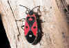 048 lygaeus equestris.jpg (84790 byte)