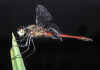 049 sympetrum sanguineum.jpg (49980 byte)