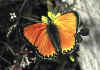 050 heodes virgaureae.jpg (77127 byte)