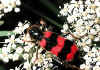 052 trichodes apiarius.jpg (87895 byte)