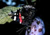 053 vanessa atalanta.jpg (57513 byte)