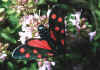 056 zygaena filipendulae bis.jpg (72412 byte)