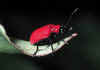 058 lilioceris lilii.jpg (54645 byte)
