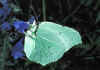 060 gonopteryx rhamni.jpg (62404 byte)