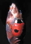 071 adalia bipunctata verticale.jpg (60688 byte)
