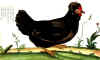 035fig001 gallina pumilio caput cirratum.jpg (93102 byte)