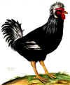 035fig003 gallus patavinus.jpg (106333 byte)