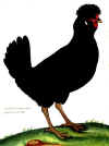 035fig004 gallina patavina.jpg (59966 byte)