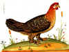 035fig006 gallina pedibus pennatis.jpg (136132 byte)