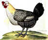 035fig012 Gallina Turcica cyanopos.jpg (152837 byte)