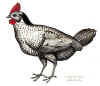 035fig013 Gallina alia Turcica.jpg (105389 byte)