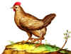 035fig015 Gallina quadripes.jpg (115580 byte)