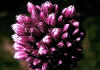 allium schoenoprasum.jpg (73419 byte)