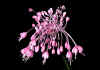 allium vineale 2.jpg (38900 byte)