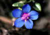 anagallis caerulea.jpg (58770 byte)