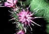 arctium2.jpg (67308 byte)