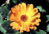 calendula.jpg (74920 byte)