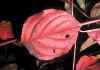 cornus sanguinea 3.jpg (68502 byte)