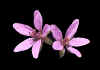 erodium cicutarium 1.jpg (28493 byte)