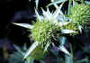 eryngium 1.jpg (70877 byte)