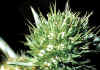 eryngium 2.jpg (71830 byte)