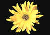 helianthus 1.jpg (44328 byte)