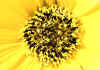 helianthus 2.jpg (81127 byte)