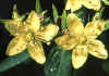 hypericum.jpg (77962 byte)