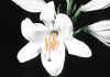 lilium 1.jpg (51378 byte)