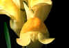 linaria.jpg (46007 byte)