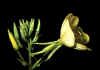 oenothera 1.jpg (35195 byte)