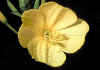 oenothera 2.jpg (59655 byte)