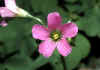 oxalis acetosella.jpg (54363 byte)