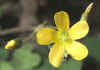 oxalis corniculata.jpg (53825 byte)