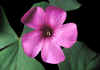 oxalis floribunda.jpg (52327 byte)