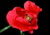 papaver 1.jpg (41560 byte)