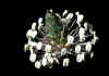 plantago.jpg (37805 byte)