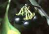 solanum nigrum 2.jpg (64098 byte)