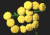 tanacetum.jpg (52968 byte)