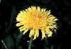 taraxacum 1.jpg (59144 byte)