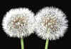 taraxacum 2.jpg (62463 byte)