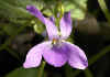 viola hirta.jpg (65041 byte)