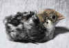 006fig007 pulc campine argento.jpg (68499 byte)