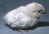 016fig008 pulc olandese nana lavanda.jpg (64270 byte)