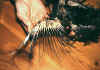 034fig001 omozigosi arricciato.jpg (81441 byte)