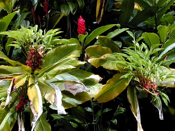 http://www.summagallicana.it/lessico/a/Alpinia%20purpurata%20Red_Ginger%20pianta.jpg