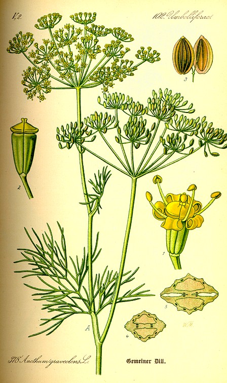 Anethum%20graveolens%20tavola.jpg