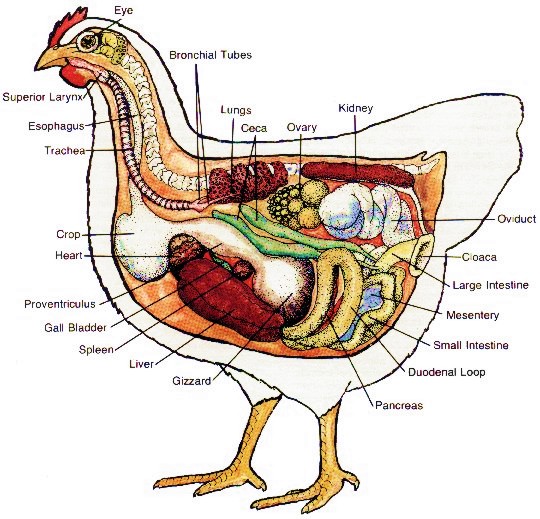 [Immagine: castrazione%20anatomia%20gallina.jpg]